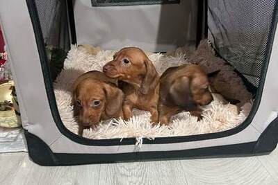 Щенки миниатюрных короткошерстных такс