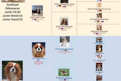 Девочка кавалер Кинг чарльз спаниель