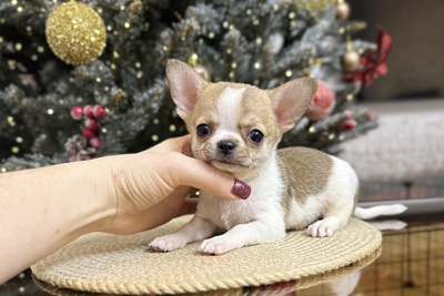 Миниатюрный мальчик чихуахуа