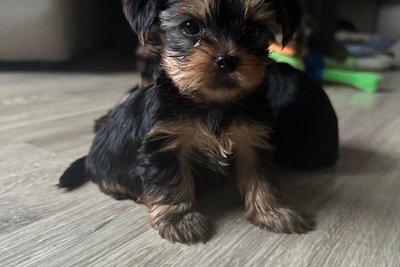 Щенки йоркширский терьер