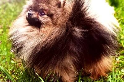 Щенки померанского шпица, девочки