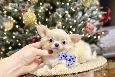 Мальчик чихуахуа