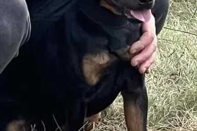 Продам ягдтерьера