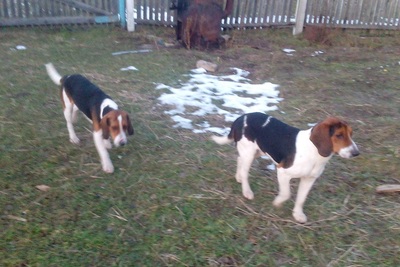 куплю родословную на эстонскую гончую до 2-ух лет сука