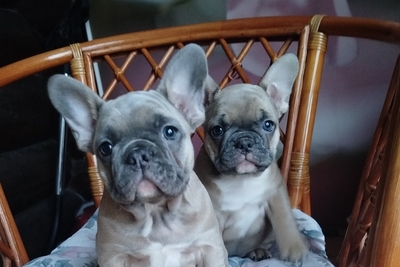 Девочки французский бульдог.
