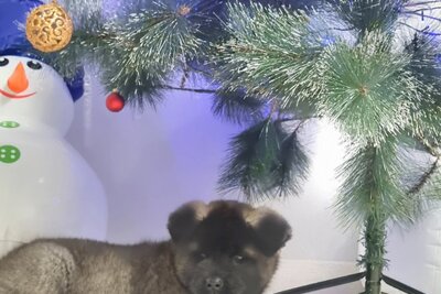 Чудесная малышка американской акиты