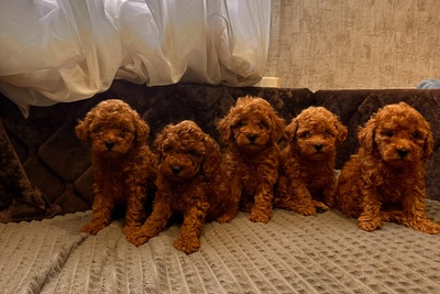 Той пудель щенки