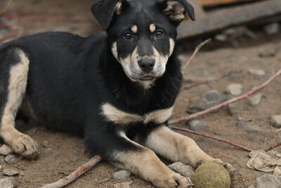 Щенок в дар!