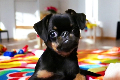 Пти - брабансон щенок-мальчик 4 месяца