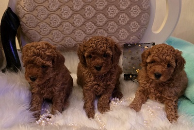 Мальчики красного той пуделя с родословной