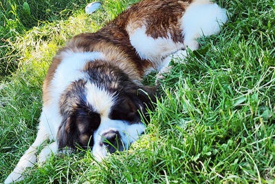 Ищем кабеля для вязки сенбернара