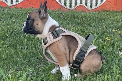 Вязка французского бульдога