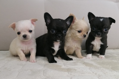 Мальчики Чихуахуа