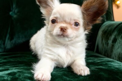 Щенки чихуахуа.