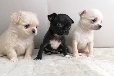 Девочки Чихуахуа