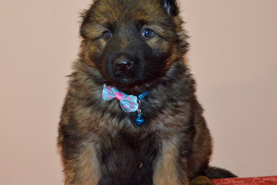 щенки немецкой овчарки д\ш