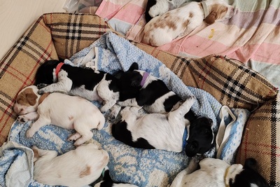 Щенки Русского Спаниеля (Русского Охотничьего Спаниеля (РОС)