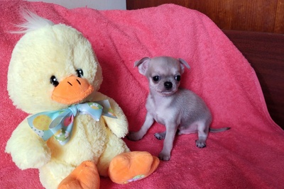 чихуахуа МИНИ малыш крутыш