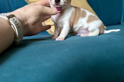 Миниатюрный мальчик чихуахуа