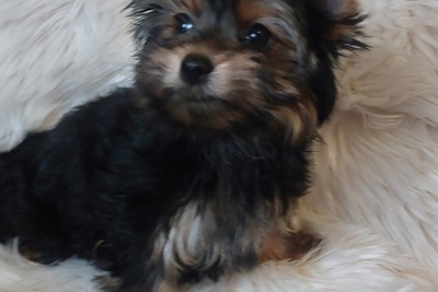 Щенок йоркширского терьера