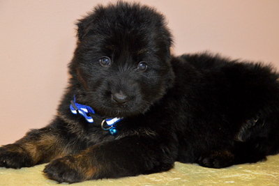 щенки немецкой овчарки длинношерстные