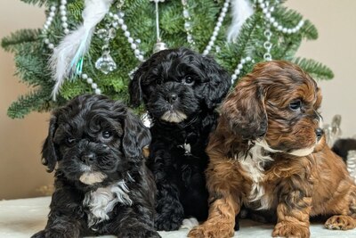 Маленькое счастье детки мальтипу F1