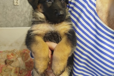 Щенки немецкой овчарки чистокровные