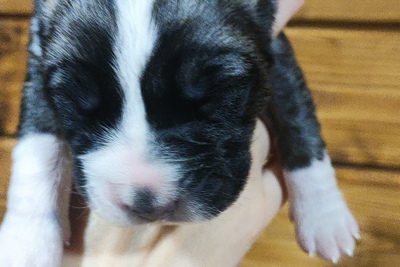 Щенки САО Алабай