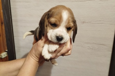 Бигль щенки