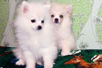 Шикарные  щенки померанского шпица. Из питомника.