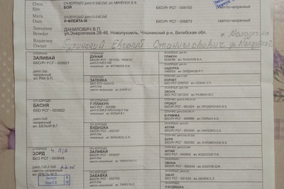 Продам русскую гончую семь месяцев