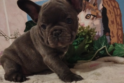 Французский бульдог