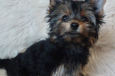 Щенок йоркширского терьера