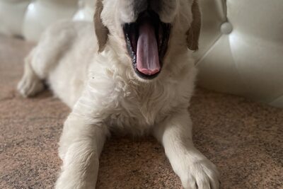 Золотистый ретривер с родословной