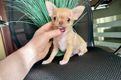 Девочка чихуахуа