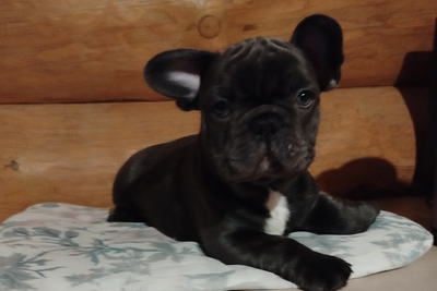 Французский бульдог