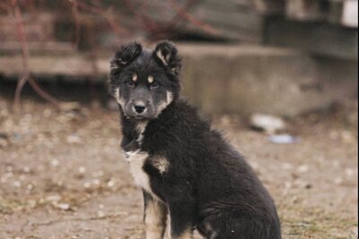 Щенок в дар!