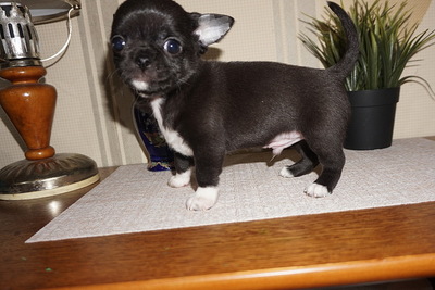 Чихуахуа лиловая девочка.Небольшого размера.разнообразие разных щенков