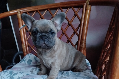 Французский бульдог.