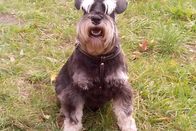 Ищу щенка цверга.