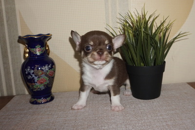 Чихуахуа мальчики и девочки шоколадные ,изабелловые, шокопо-дпаловые