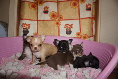 много разных щенков