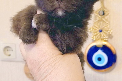 Шоколадный и другие щенки.