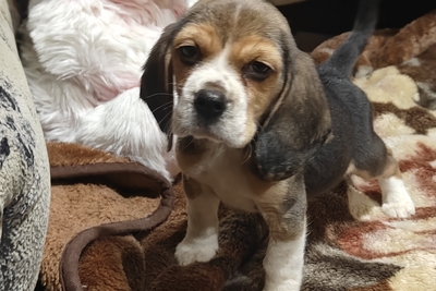 Бигль мальчик