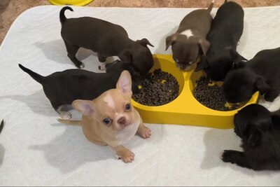 Чихуахуа  мальчики и девочки