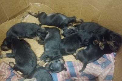 Продаю щенков ягдтерьера