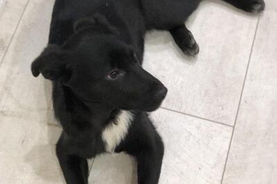 Жужа ищет дом!