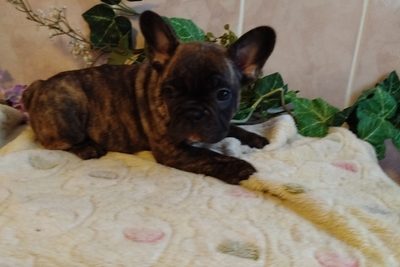 Французский бульдог