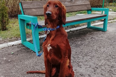 Мальчик ирландского сеттера