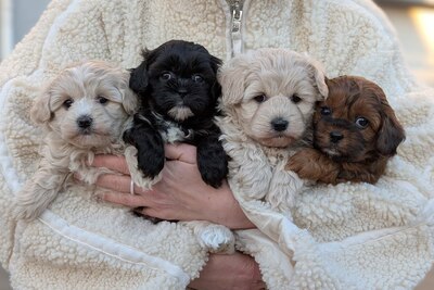 Самый крутой подарок мальтипу F1.